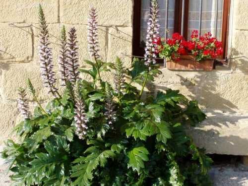 Acanthus mollis - Acanthus, Tame acanthus, Giant weed, Bear's foot - Image 3