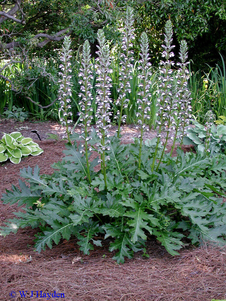 Acanthus mollis - Acanthus, Tame acanthus, Giant weed, Bear's foot - Image 6