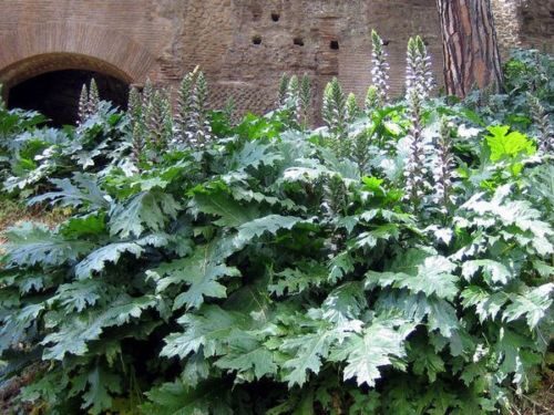 Acanthus mollis - Acanthus, Tame acanthus, Giant weed, Bear's foot - Image 7