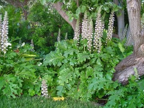 Acanthus mollis - Acanthus, Tame acanthus, Giant weed, Bear's foot - Image 8