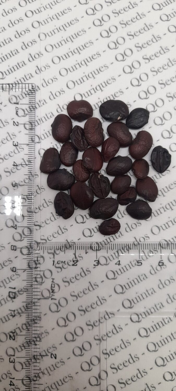 Acanthus mollis - Acanthus, Tame acanthus, Giant weed, Bear's foot - Image 10