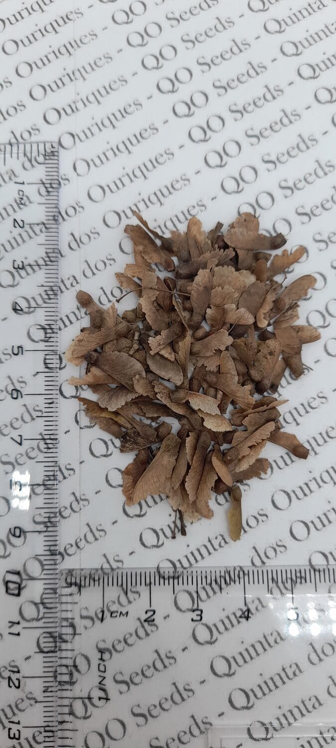 Acer palmatum - Atropurpureum, Bloodgood, Maple leaf lace, maple cascade - Image 2