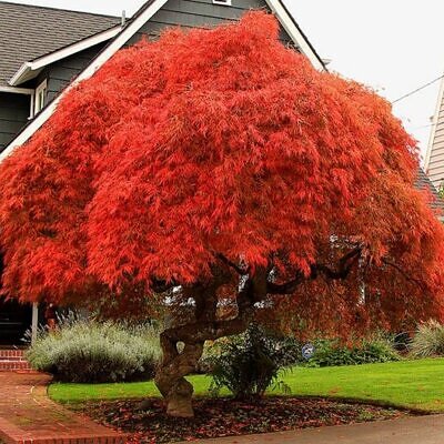 Acer palmatum  - Atropurpureum, Bloodgood, Maple leaf lace, maple cascade