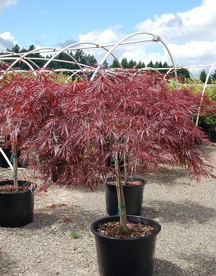 Acer palmatum - Atropurpureum, Bloodgood, Maple leaf lace, maple cascade - Image 3