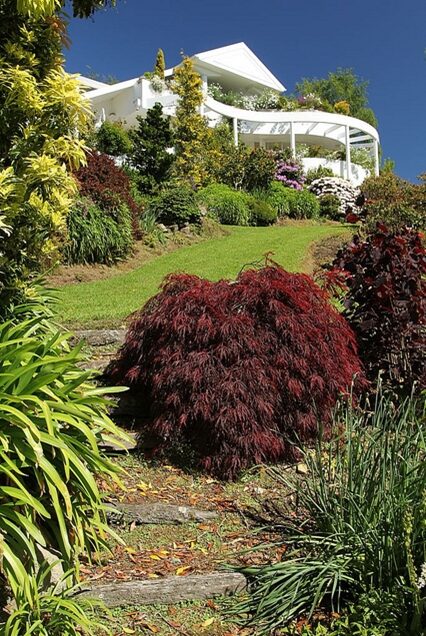 Acer palmatum - Atropurpureum, Bloodgood, Maple leaf lace, maple cascade - Image 4