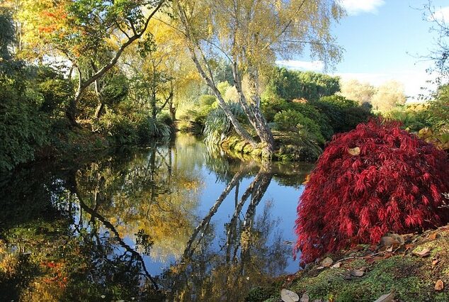 Acer palmatum - Atropurpureum, Bloodgood, Maple leaf lace, maple cascade - Image 5