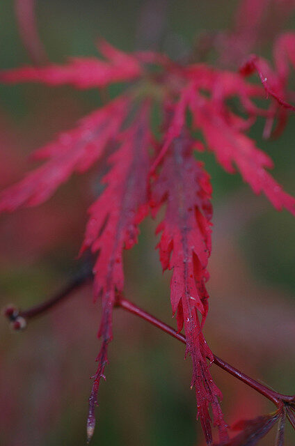Acer palmatum - Atropurpureum, Bloodgood, Maple leaf lace, maple cascade - Image 7