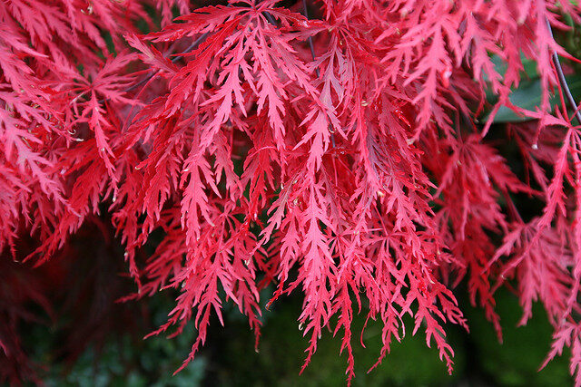 Acer palmatum - Atropurpureum, Bloodgood, Maple leaf lace, maple cascade - Image 8