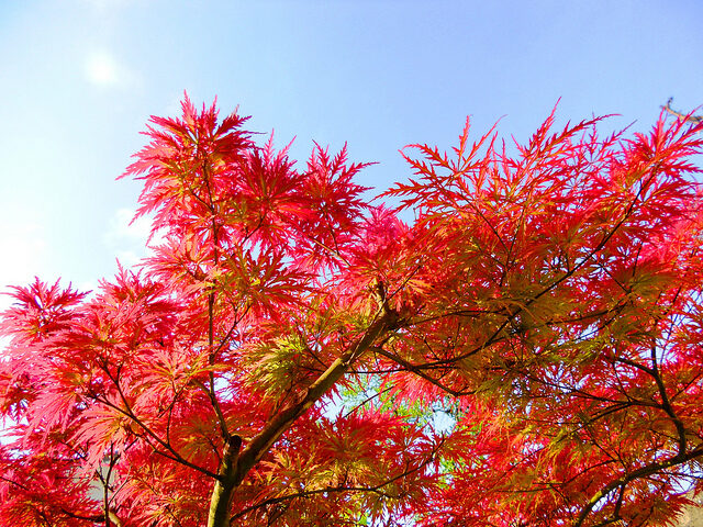 Acer palmatum - Atropurpureum, Bloodgood, Maple leaf lace, maple cascade - Image 9