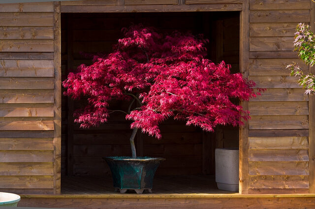 Acer palmatum - Atropurpureum, Bloodgood, Maple leaf lace, maple cascade - Image 10