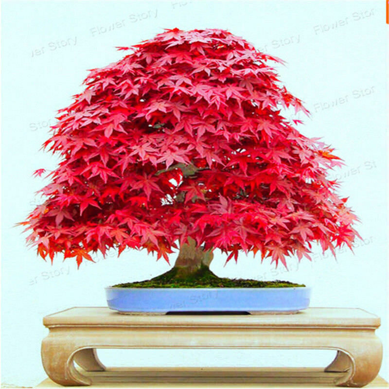 Acer palmatum - Atropurpureum, Bloodgood, Maple leaf lace, maple cascade - Image 11