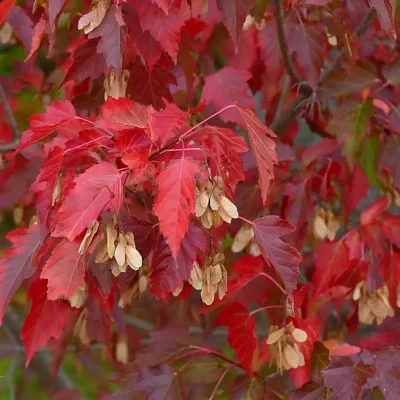 Acer tataricum subsp. ginnala - Amur maple, Amur Flame Acer