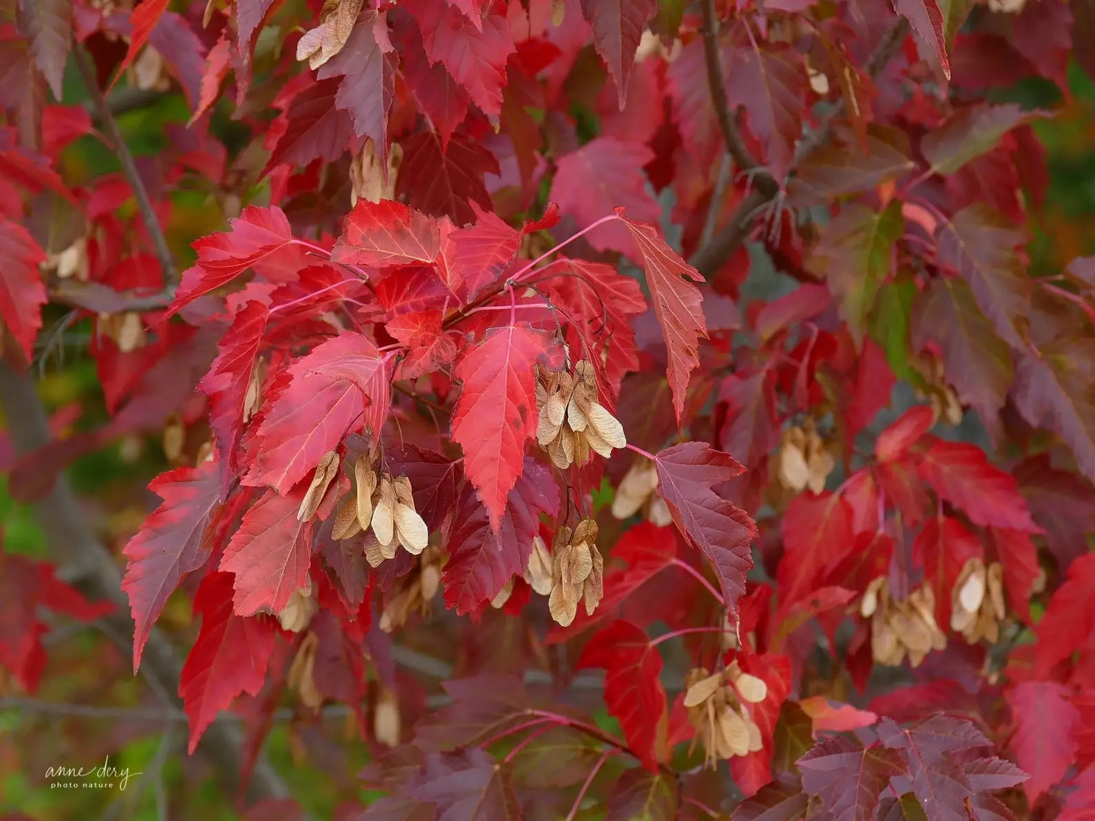 Acer tataricum subsp. ginnala - Amur maple, Amur Flame Acer