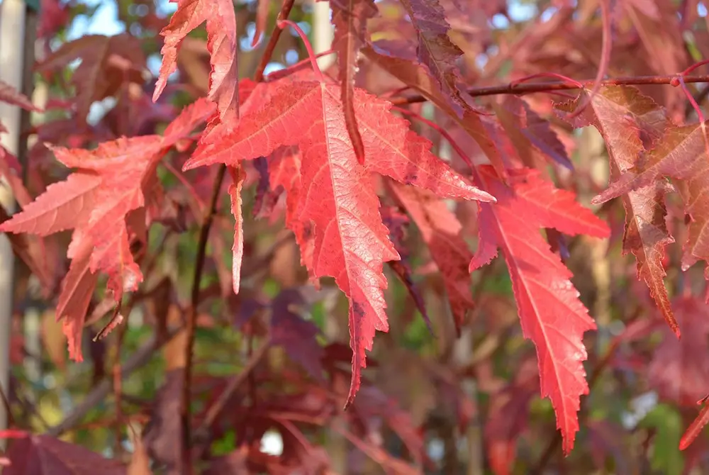 Acer tataricum subsp. ginnala - Amur maple, Amur Flame Acer - Image 2