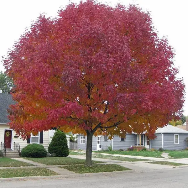 Acer tataricum subsp. ginnala - Amur maple, Amur Flame Acer - Image 3
