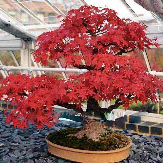 Acer tataricum subsp. ginnala - Amur maple, Amur Flame Acer - Image 4