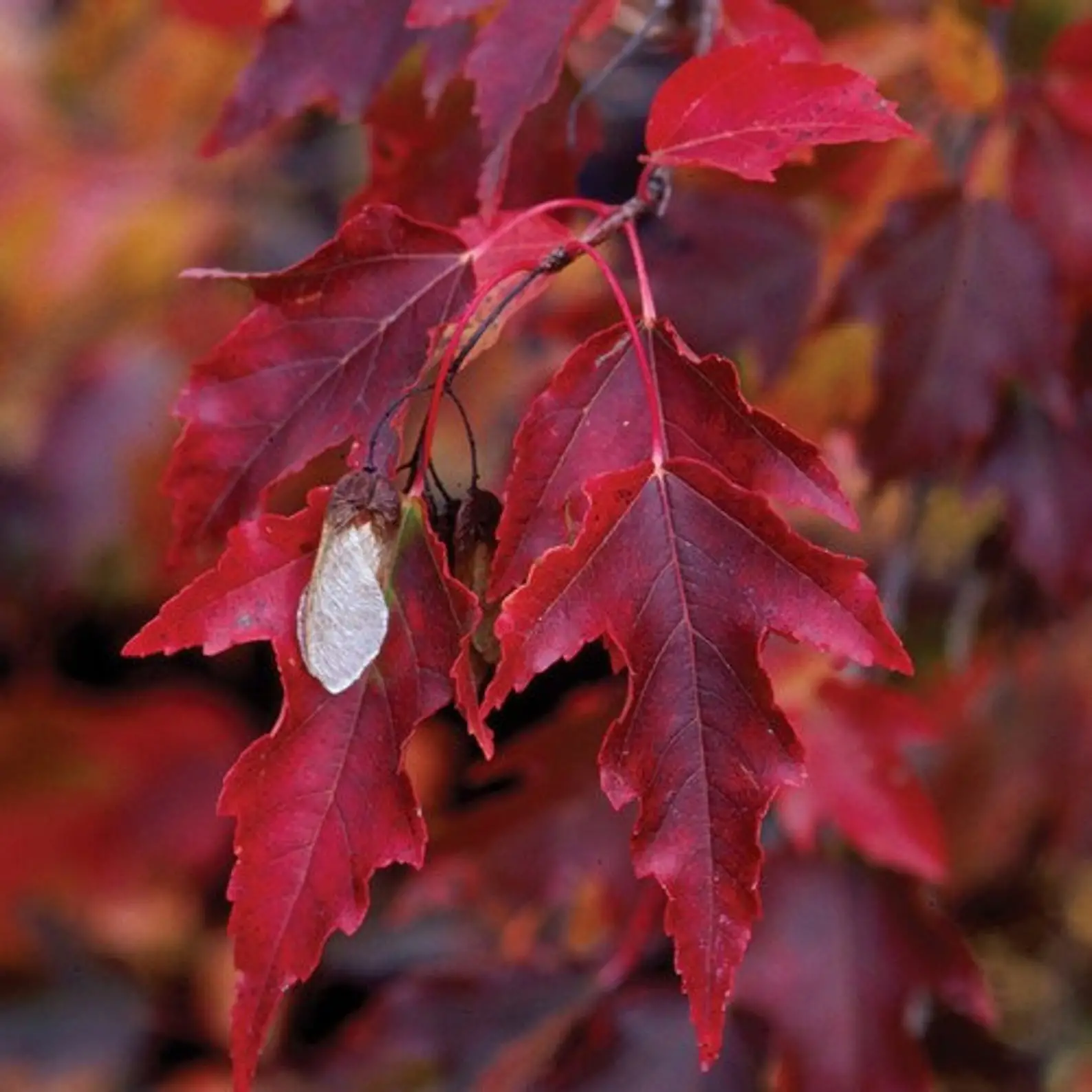 Acer tataricum subsp. ginnala - Amur maple, Amur Flame Acer - Image 6