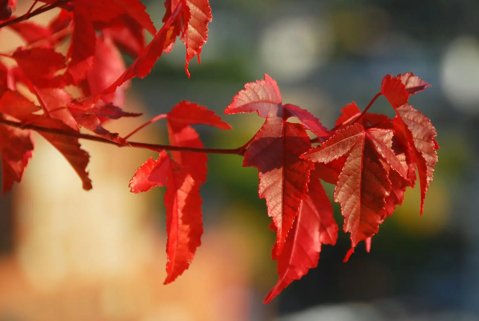 Acer tataricum subsp. ginnala - Amur maple, Amur Flame Acer - Image 8