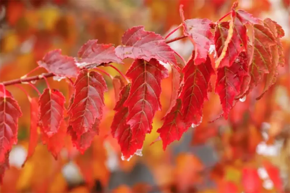 Acer tataricum subsp. ginnala - Amur maple, Amur Flame Acer - Image 9