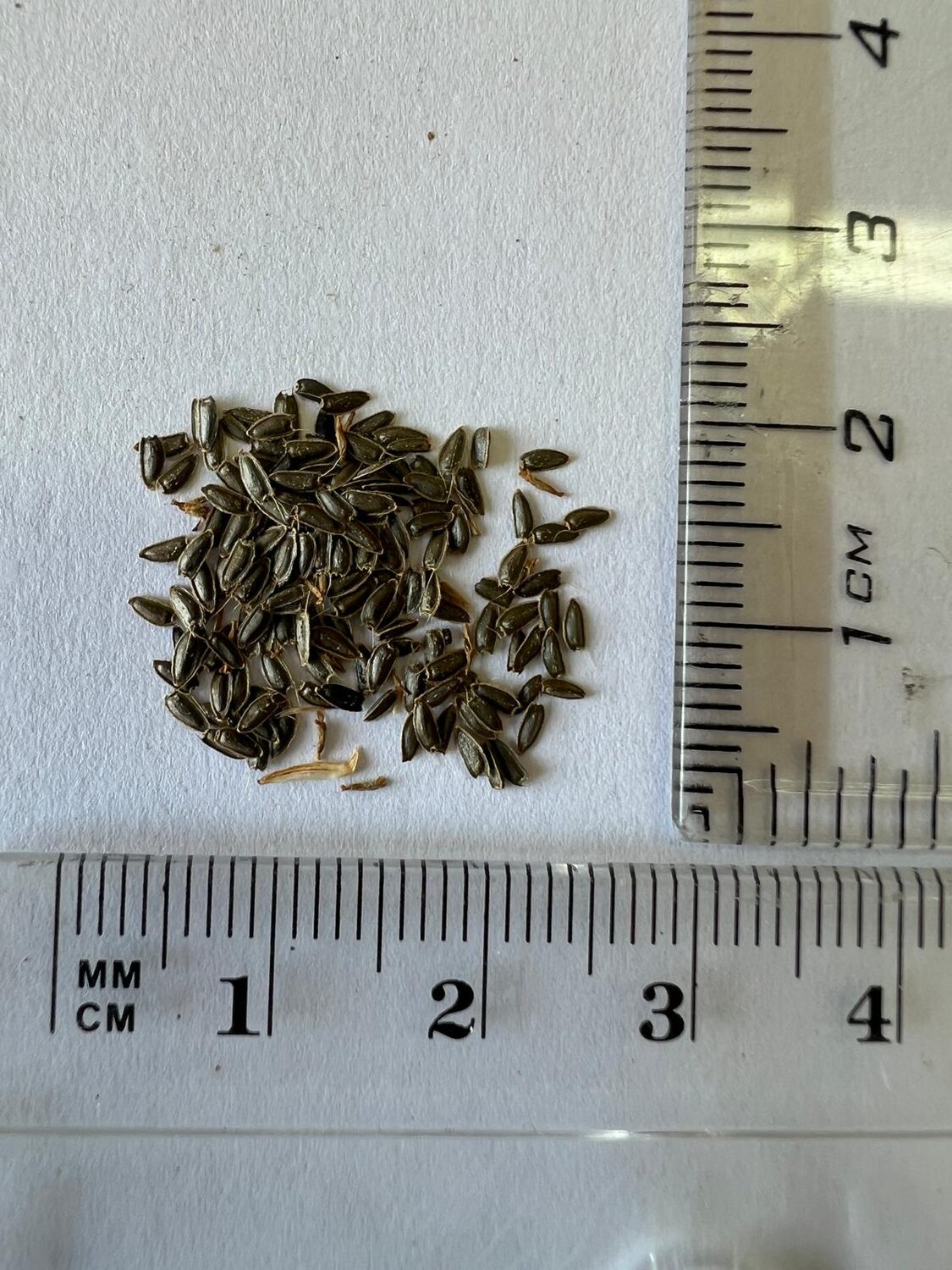 Acmella oleracea - Jambu, Electric Daisy, Paracress,Toothache Plant - Image 6