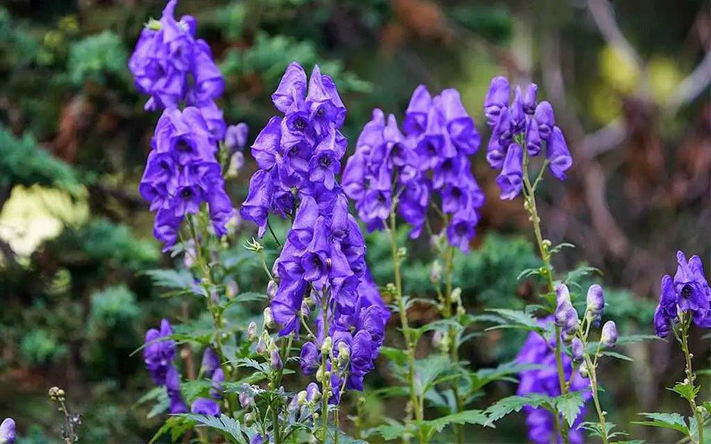 Aconitum heterophyllum - Atis, Ativisha, Indian Atees, Patrees, Indian Atees, Greenish Himalayan Monkshood - Image 3