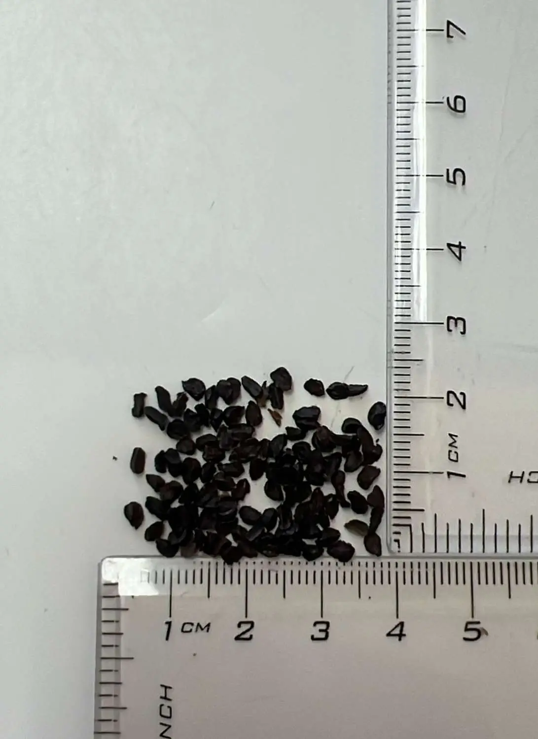 Aconitum heterophyllum - Atis, Ativisha, Indian Atees, Patrees, Indian Atees, Greenish Himalayan Monkshood - Image 4