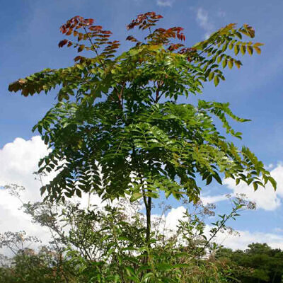 Acrocarpus fraxinifolius - Pink Cedar Tree, Kenya Coffeeshade, Shingle Tree, Indian Ash
