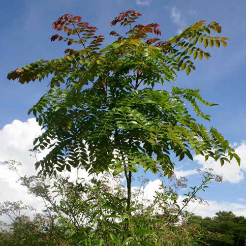 Acrocarpus fraxinifolius - Pink Cedar Tree, Kenya Coffeeshade, Shingle Tree, Indian Ash