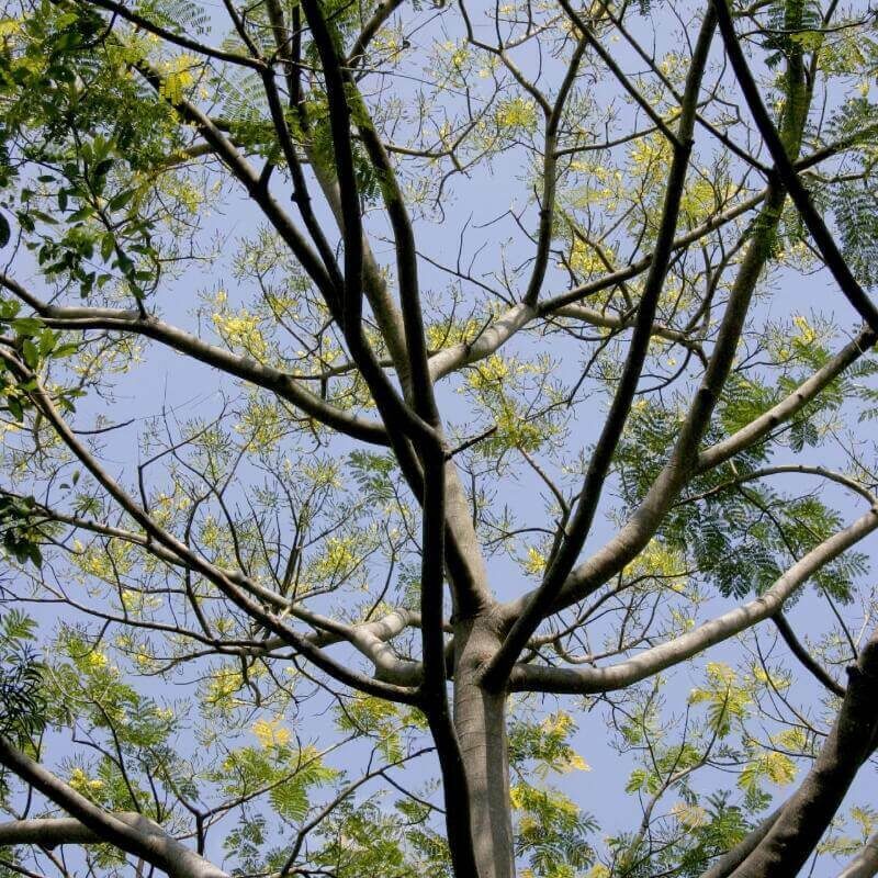 Acrocarpus fraxinifolius - Pink Cedar Tree, Kenya Coffeeshade, Shingle Tree, Indian Ash - Image 4