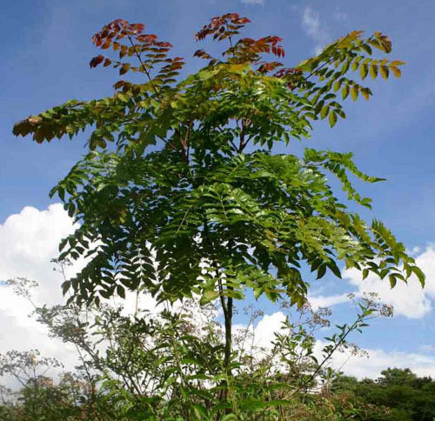 Acrocarpus fraxinifolius - Pink Cedar Tree, Kenya Coffeeshade, Shingle Tree, Indian Ash - Image 8