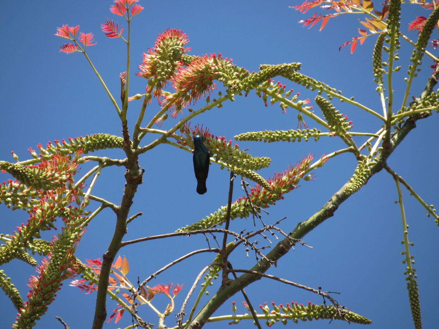 Acrocarpus fraxinifolius - Pink Cedar Tree, Kenya Coffeeshade, Shingle Tree, Indian Ash - Image 9