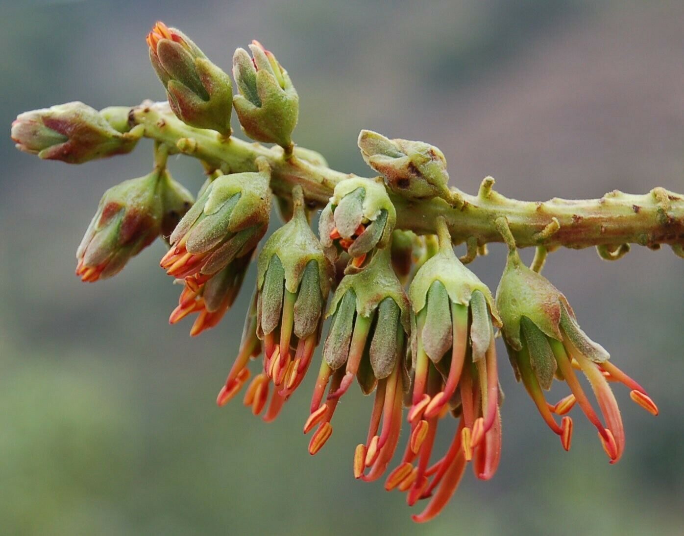 Acrocarpus fraxinifolius - Pink Cedar Tree, Kenya Coffeeshade, Shingle Tree, Indian Ash - Image 10