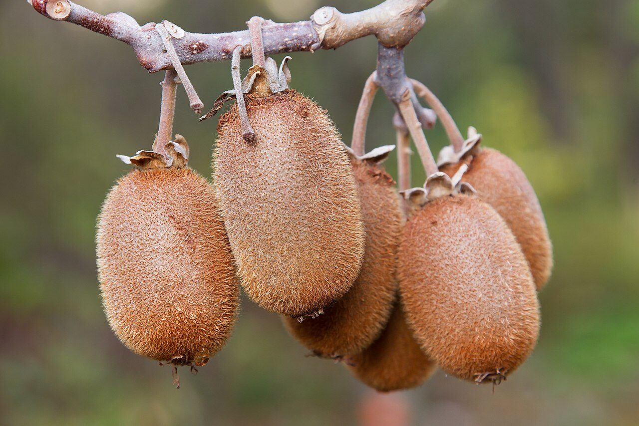 Actinidia chinensis - Golden Kiwifruit