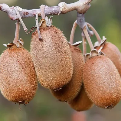 Actinidia chinensis - Golden Kiwifruit
