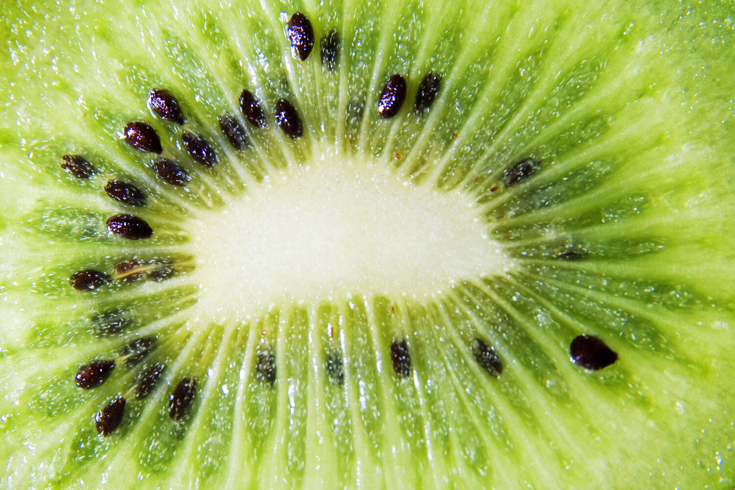 Actinidia chinensis - Golden Kiwifruit - Image 2