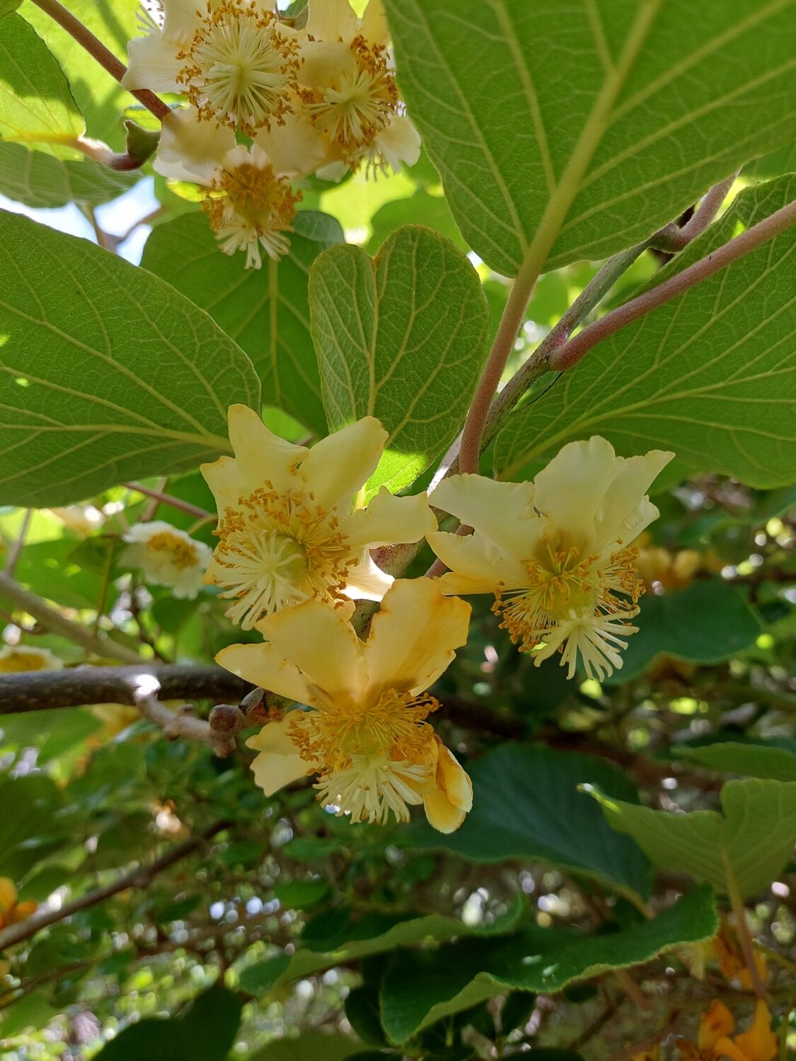 Actinidia chinensis - Golden Kiwifruit - Image 3