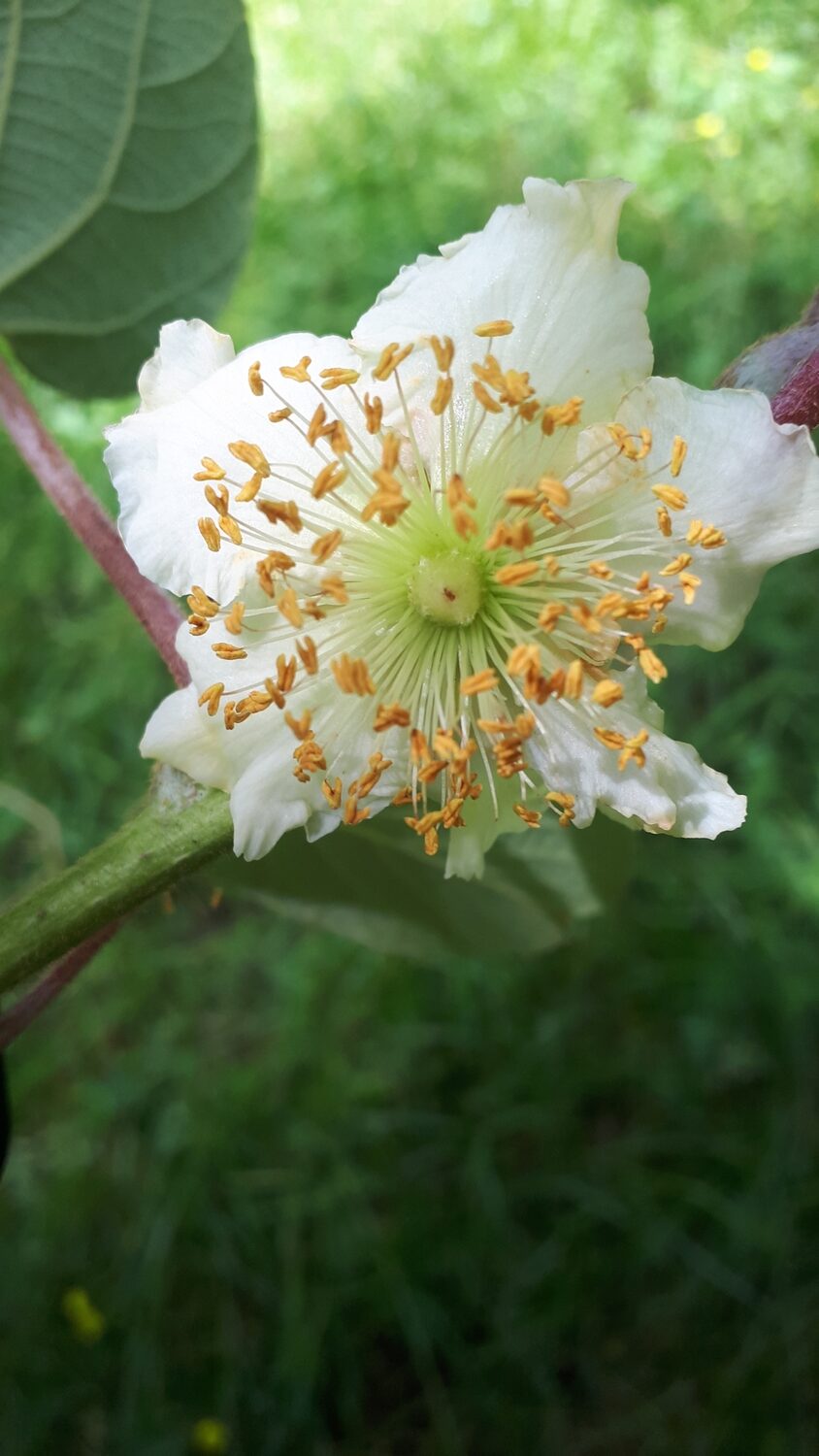 Actinidia chinensis - Golden Kiwifruit - Image 4