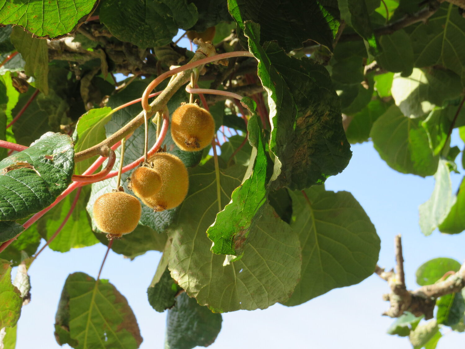 Actinidia chinensis - Golden Kiwifruit - Image 5