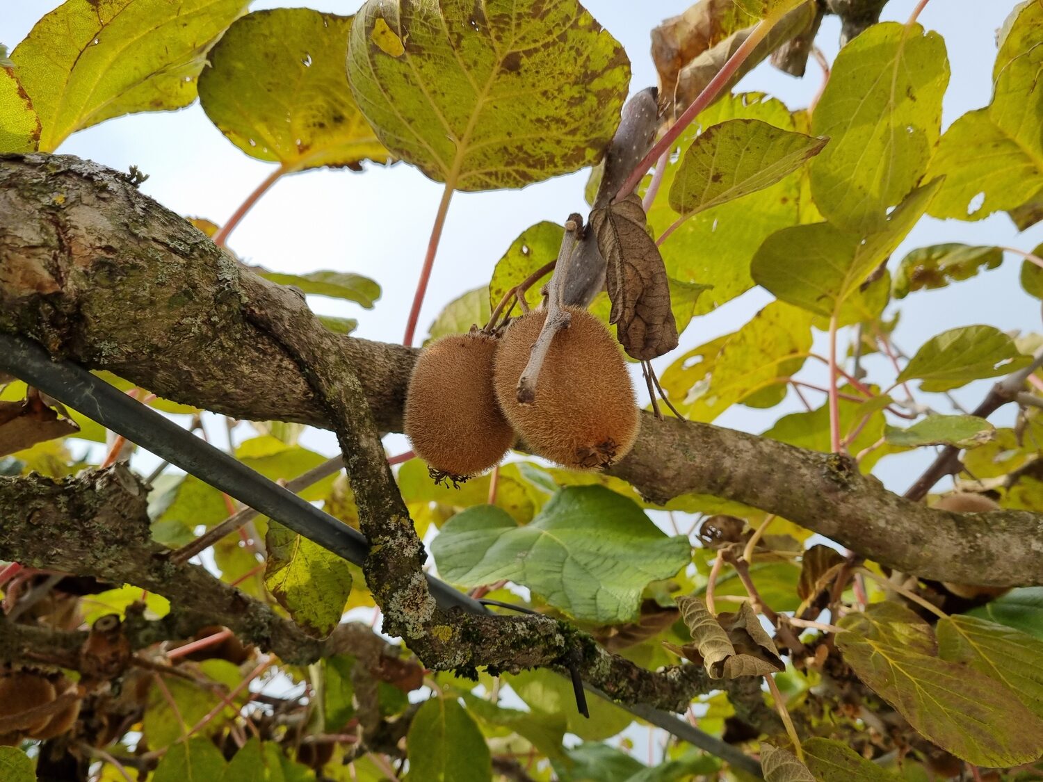 Actinidia chinensis - Golden Kiwifruit - Image 6