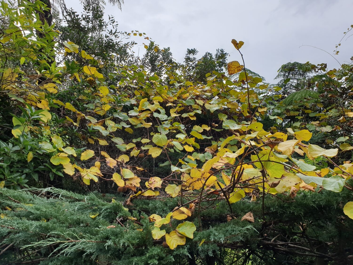 Actinidia chinensis - Golden Kiwifruit - Image 8