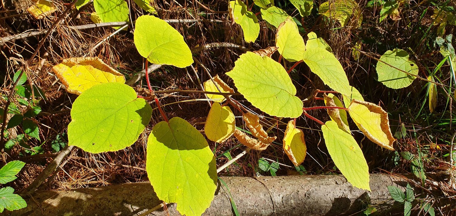 Actinidia chinensis - Golden Kiwifruit - Image 9
