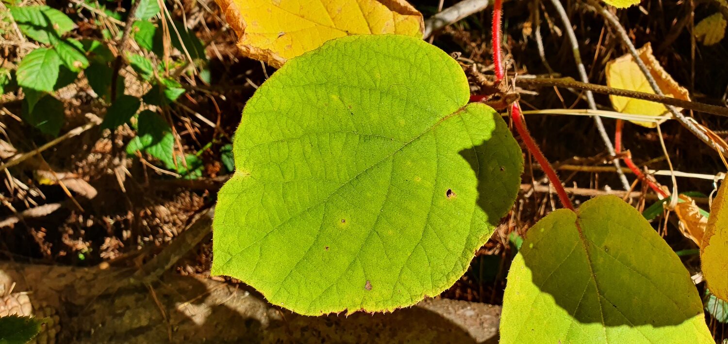 Actinidia chinensis - Golden Kiwifruit - Image 10