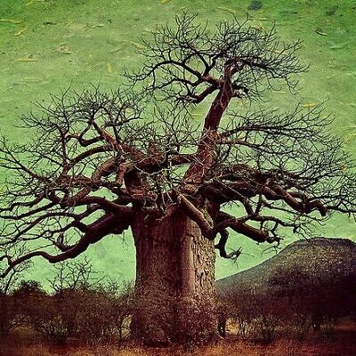 Adansonia digitata / Baobabus digitata - African baobab