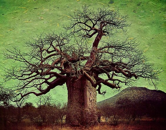 Adansonia digitata / Baobabus digitata - African baobab