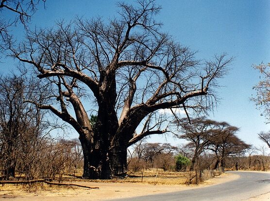 Adansonia digitata / Baobabus digitata - African baobab - Image 6