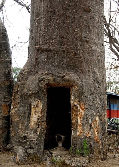 Adansonia digitata / Baobabus digitata - African baobab - Image 7
