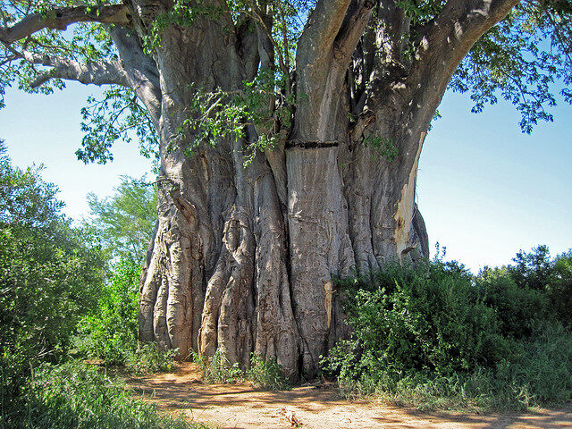 Adansonia digitata / Baobabus digitata - African baobab - Image 8