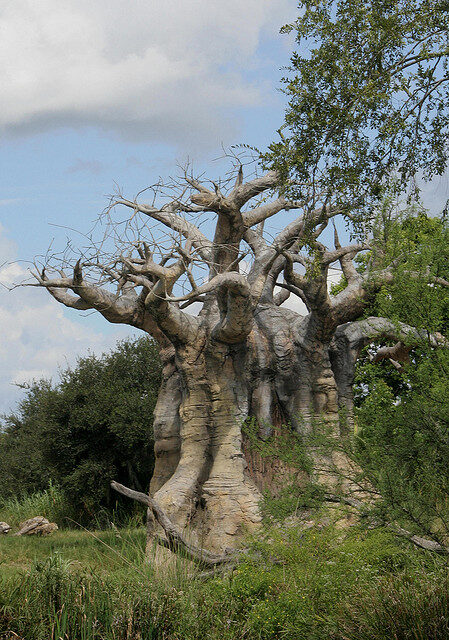 Adansonia digitata / Baobabus digitata - African baobab - Image 9