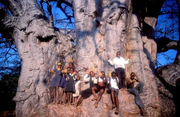 Adansonia digitata / Baobabus digitata - African baobab - Image 10