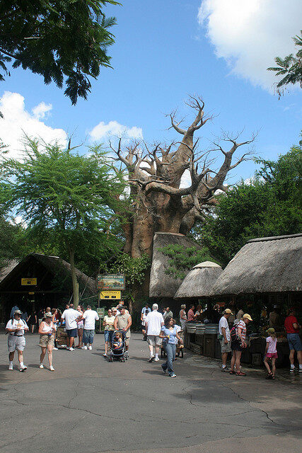 Adansonia digitata / Baobabus digitata - African baobab - Image 11